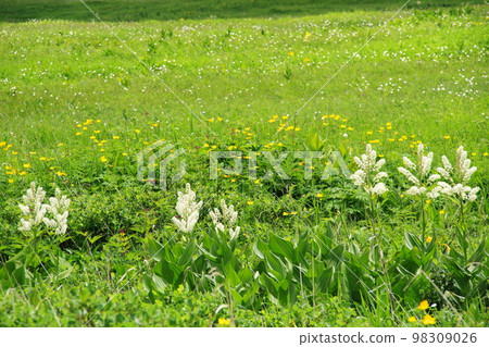 Veratrum and Wetland Wildflowers 98309026