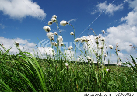 Draw a trellis 98309029