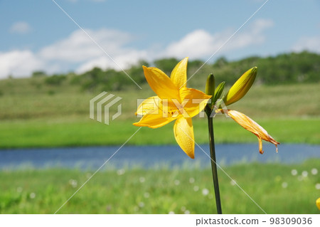 Natsuzora and Ezo Daylily Natsuzora and Ezo Daylily 98309036