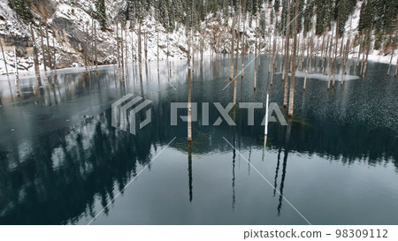 Coniferous tree trunks come out of a mountain lake Coniferous tree trunks come out of a mountain lake 98309112