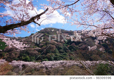Yuzuruha Dam Park with cherry blossoms on Awaji Island, Hyogo Prefecture 98309396