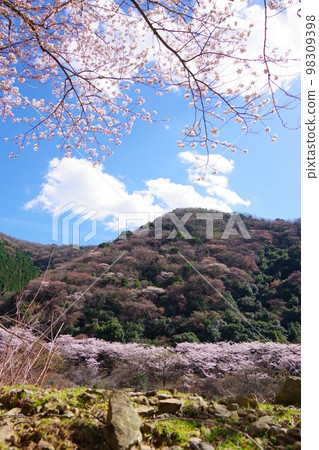 兵庫縣淡路島櫻花盛開的 Yuzuruha 水壩公園 98309398
