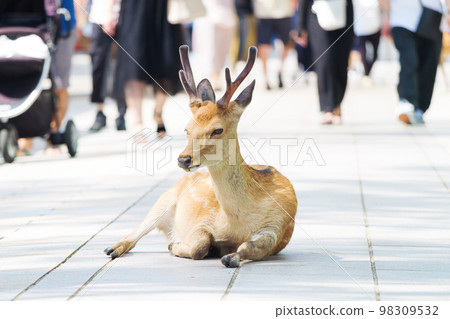 Deer relaxing naturally on the pavement (Nara Park). Deer relaxing naturally on the pavement (Nara Park). 98309532