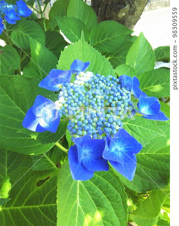 繡球 98309559