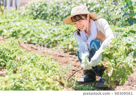 Farmer/producer woman/housewife digging potatoes in the field (Asian/Japanese/Chinese) 98309561