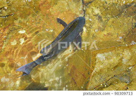 麥地那在潮汐池中游泳 98309713