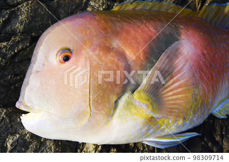 剛捕獲的魷魚的臉部特寫 剛捕獲的魷魚的臉部特寫 98309714