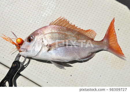 Fish facing left with tail fin spread out Fish facing left with tail fin spread out 98309727