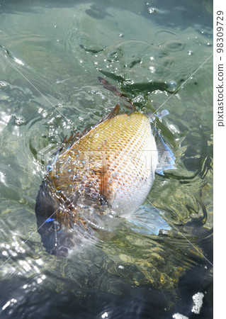 Fish resisting by diving underwater 98309729