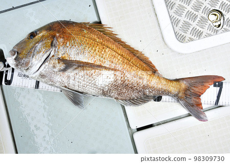 70cm class red sea bream 98309730