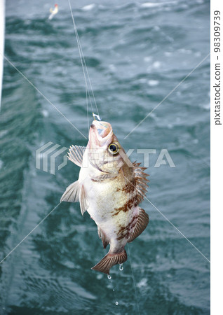 用船捕魚將魚從海面拉上來的場景 98309739