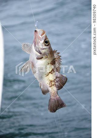 sabiki 釣到的魚 98309740