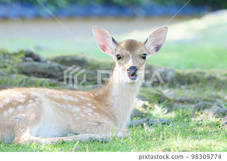Cute fawn relaxing on the grass 98309774