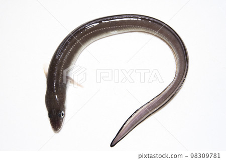 conger eel conger eel 98309781