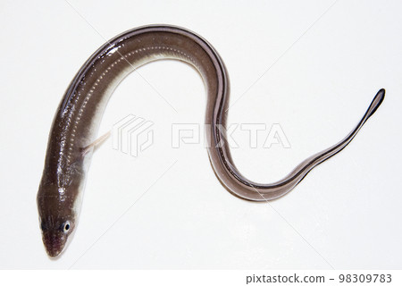 Conger eel that looks like the letter N Conger eel that looks like the letter N 98309783