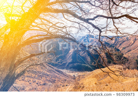 Dry autumn picturesque tree in the Great Almaty Gorge in sunny day. Nature of the Qazaqstan 98309973
