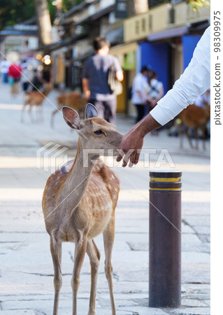 Deer relaxing naturally on the pavement (Nara Park). 98309975