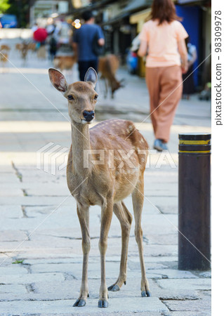 Deer relaxing naturally on the pavement (Nara Park). Deer relaxing naturally on the pavement (Nara Park). 98309978