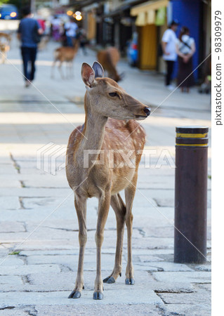 Deer relaxing naturally on the pavement (Nara Park). 98309979