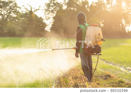 Asian farmer with machine and spraying chemical or fertilizer to young green rice field Asian farmer with machine and spraying chemical or fertilizer to young green rice field 98310396