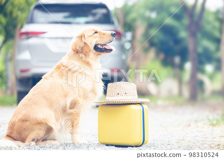 Brown Golden Retriever sitting on the ground beside yellow luggage and blur of car background. Ready or preparing to travel concept 98310524
