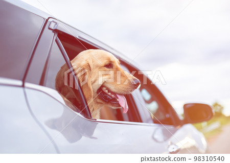 Brown Golden Retriever sitting on the ground beside yellow luggage and blur of car background. Ready or preparing to travel concept 98310540