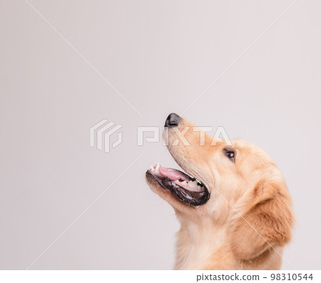 Portrait of cute brown Golden Retriever dog looking to snack or food on grey 98310544