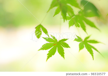 變紅前的藍楓 變紅前的藍楓 98310577