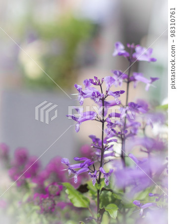 早淵川沿岸路邊盛開的鮮花 早淵川沿岸路邊盛開的鮮花 98310761