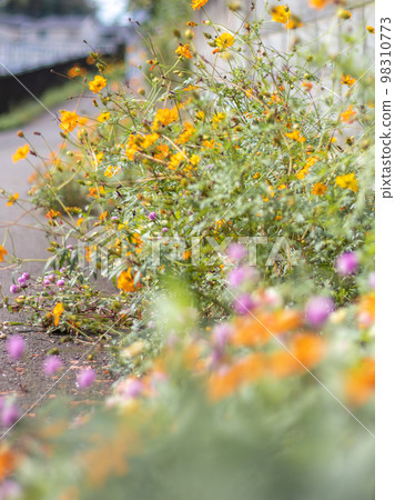 早淵川沿岸路邊盛開的鮮花 早淵川沿岸路邊盛開的鮮花 98310773