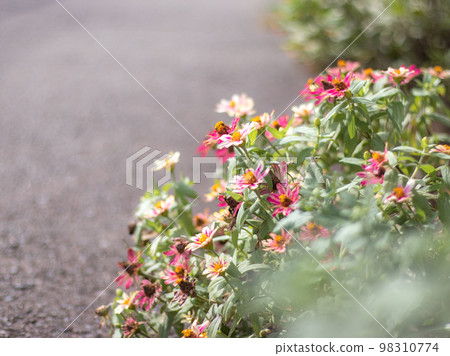 Flowers blooming on the roadside along the Hayabuchi River Flowers blooming on the roadside along the Hayabuchi River 98310774