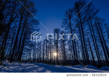 Sun and larch pine forest Ontake Panorama Line Kosaka Town, Gero City, Gifu Prefecture 98310839