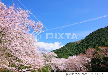 Cherry blossoms at Yuzuruha Dam Park, Awaji Island, Hyogo Prefecture 98311140
