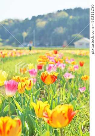 大分縣豐後大野市原尻瀑布 Chu Lip Festa 大分縣豐後大野市原尻瀑布 Chu Lip Festa 98311250