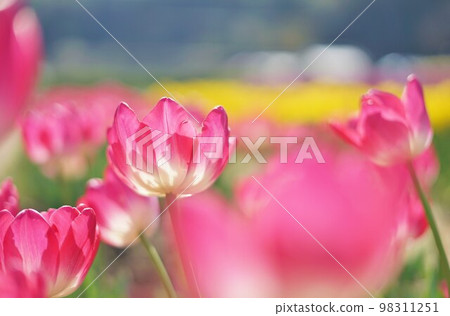 大分縣豐後大野市原尻瀑布 Chu Lip Festa 大分縣豐後大野市原尻瀑布 Chu Lip Festa 98311251