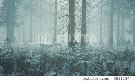 Tall trees in snow caps and in fog 98311544