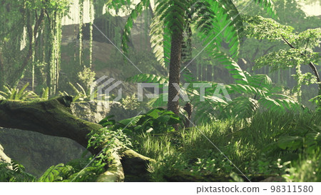 rainforest columbia southern america sunset rainforest columbia southern america sunset 98311580