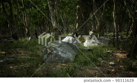 Beautiful summer forest with different trees Beautiful summer forest with different trees 98311629