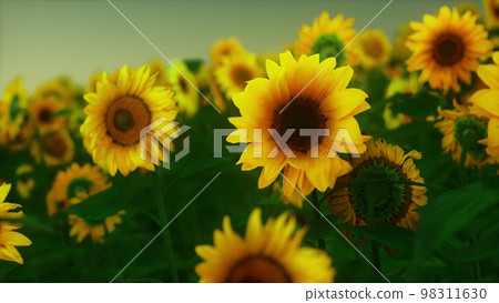 Many bright yellow big sunflowers in plantation fields on evening sunset Many bright yellow big sunflowers in plantation fields on evening sunset 98311630