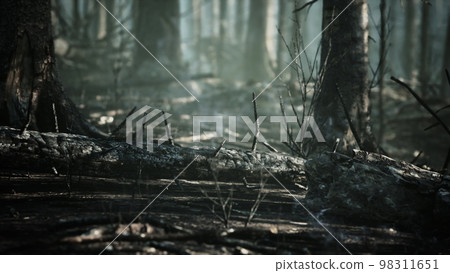 Forest fire and fallen tree is burned to the ground with a lot of smoke 98311651