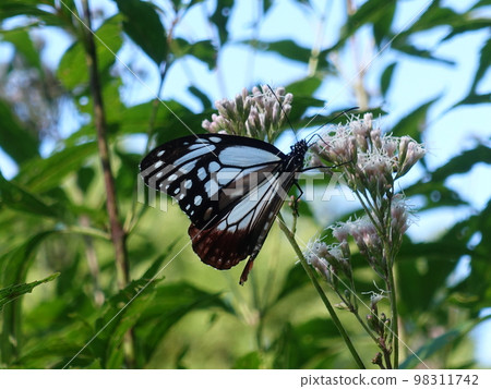 板栗虎蝴蝶蝴蝶 98311742