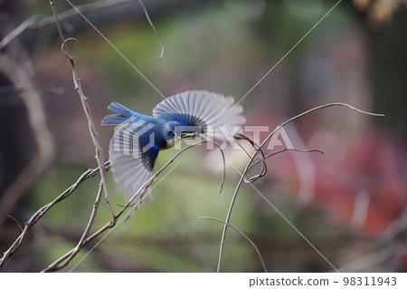 喜馬拉雅藍尾從樹枝上飛下來 喜馬拉雅藍尾從樹枝上飛下來 98311943