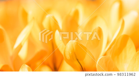 Abstract floral background, yellow crocus flowers. Macro flowers backdrop for holiday brand design Abstract floral background, yellow crocus flowers. Macro flowers backdrop for holiday brand design 98311962