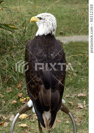 A bald eagle perched on a ring. Haliaeetus leucocephalus 98312388
