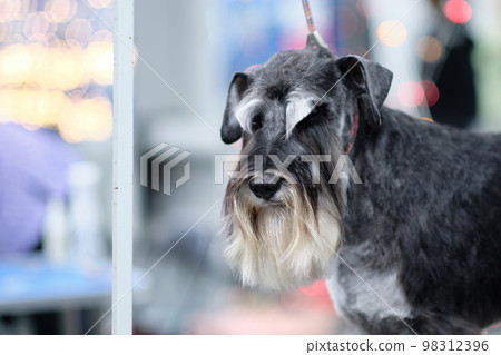 The head is a miniature schnauzer with pronounced eyebrows after a haircut The head is a miniature schnauzer with pronounced eyebrows after a haircut 98312396