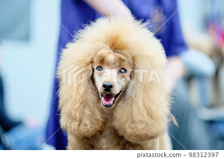 Portrait of a young apricot-colored poodle close-up Portrait of a young apricot-colored poodle close-up 98312397
