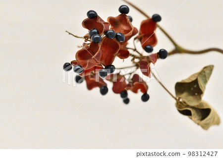 tanqurimame 的果實 98312427