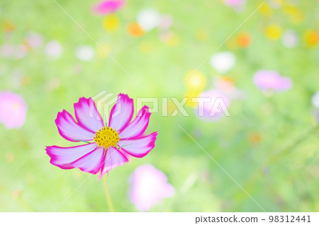 Cute cosmos with pink edges 98312441