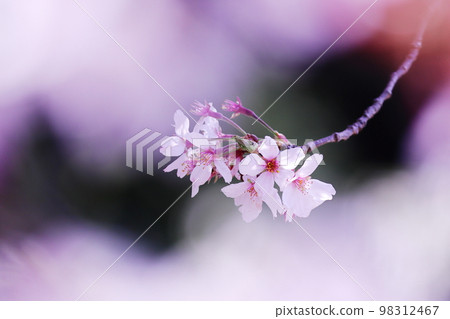 夢幻般美麗的櫻花 98312467