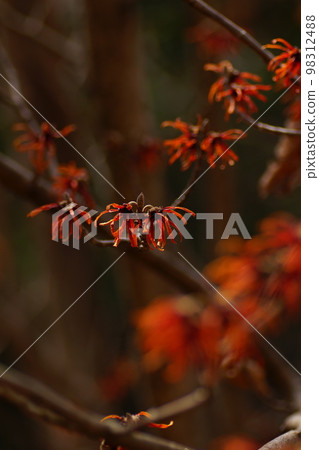 鮮紅色的金縷梅 鮮紅色的金縷梅 98312488
